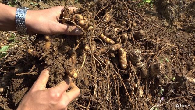 黑心姜的功效与作用，白姜的功效与作用图片（金平：春耕正当时 种姜来致富）