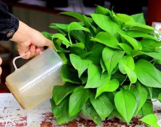 鲜花营养液自制，如何简单调制鲜花营养液（自制4种养花“营养液”）