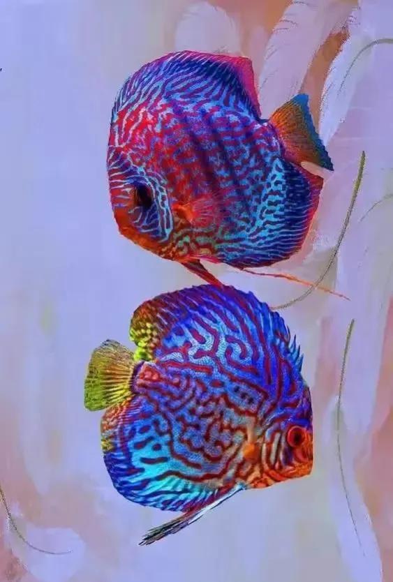 100多种神仙鱼欣赏，鳕鱼图片大全