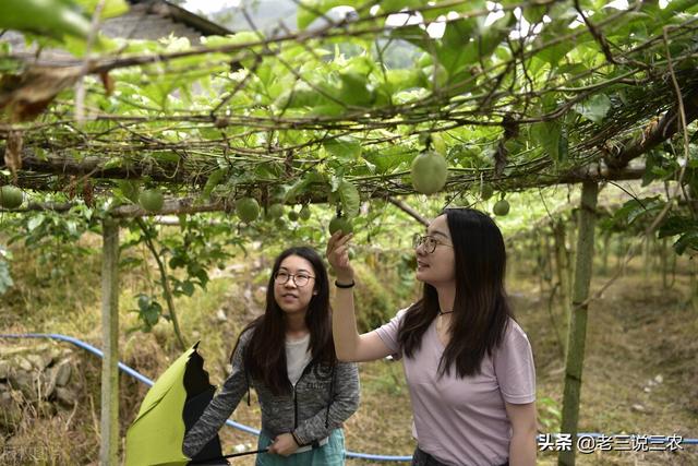 百香果的种植方法，百香果种植时间和方法（教你怎样种百香果树）