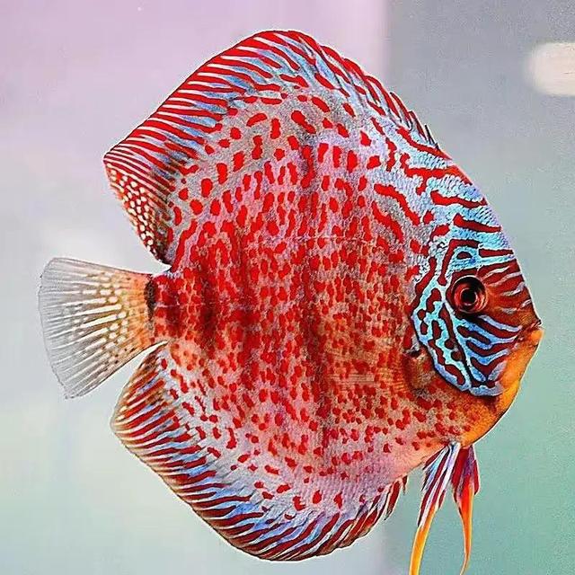 100多种神仙鱼欣赏，鳕鱼图片大全