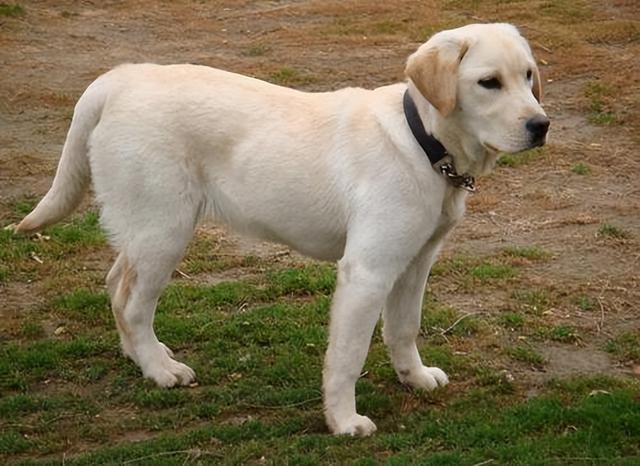 苏牧智商高不高,苏牧聪明吗(想养"大狗")