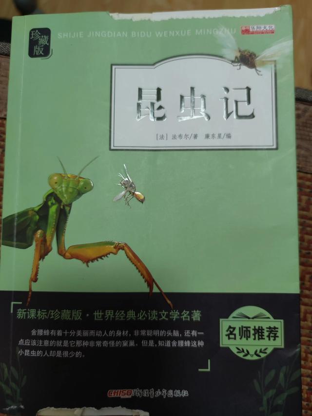 老象虫的外形特点，老象虫外表有何特点（一起读书——《昆虫记》）