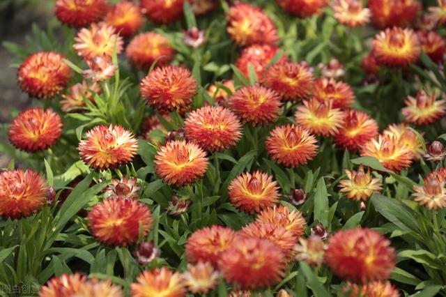 爱情交友宣言，爱情交友宣言精美语句简短（最适合发朋友圈的爱情宣言）