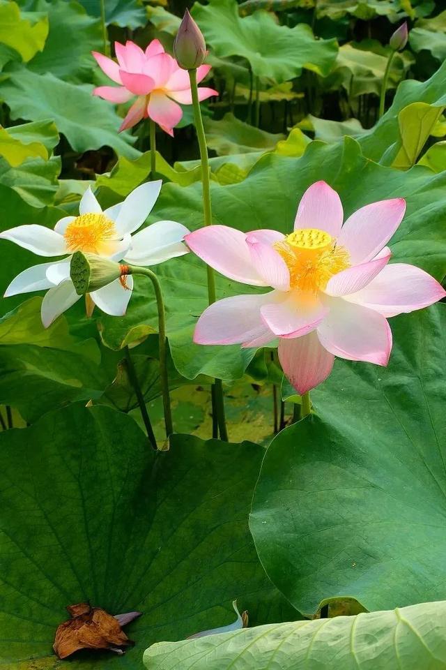 代表健康聪明的字，健康聪明漂亮要用什么字来形容呢（华山论道：寓意很好的八个汉字）