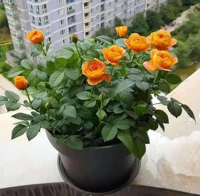 必养九种月季，值得入手的月季清单