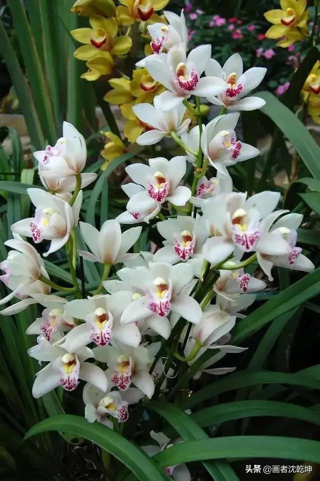 十大最贵最美兰花，绝美兰花50幅