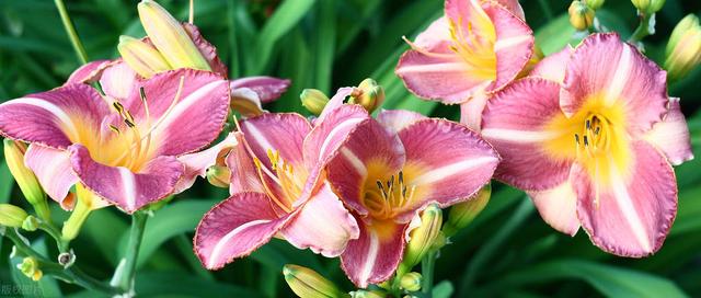 冬天种什么花好养活，冬天什么花好养活北方室内（冻不死的花草清单）