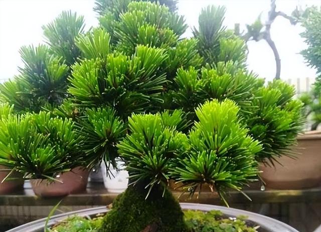 15公分黑松价格，黑松价格表2019价格（选对品种好养耐活）