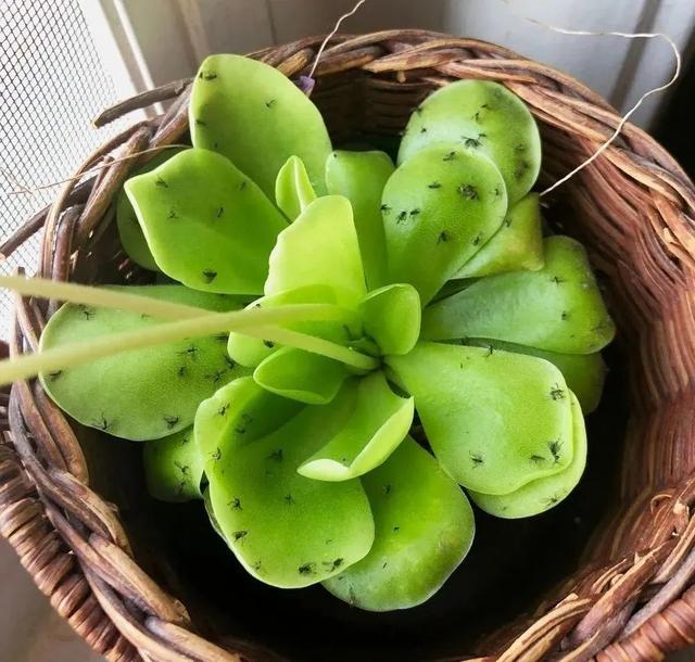 家里有小飞虫怎么消灭，家里有好多小飞虫怎么消灭的小妙招（5个“笨方法”）