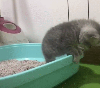 如何看英短猫好不好养，英短猫被“养得好”