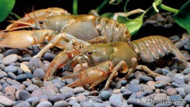 小龙虾属于海鲜类吗，小龙虾是海鲜吗（龙虾：从小龙虾到大花龙）