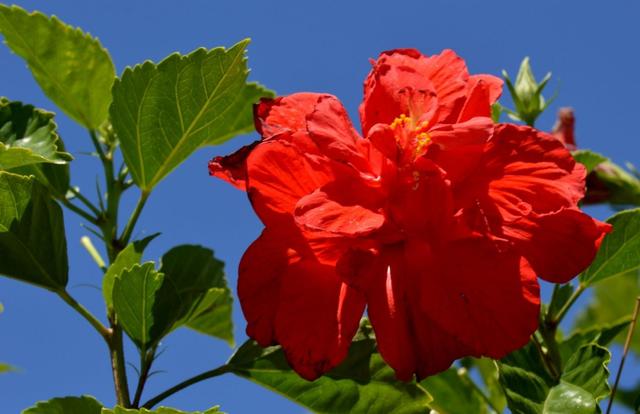 扶桑花的花语及寓意，扶桑花的花语及寓意是什么（却被冠上不祥的寓意）