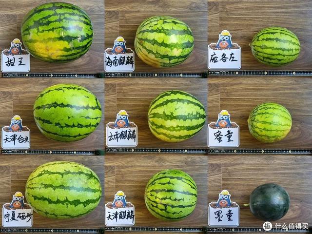 巨型西瓜品种，巨型西瓜品种犄点（一天狂炫9个品种的西瓜）