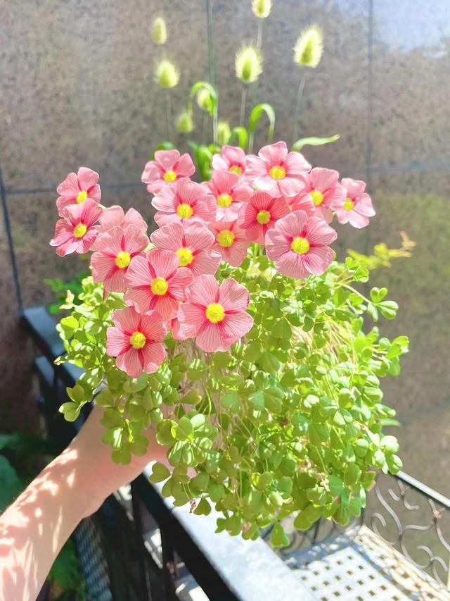 花朵系列背景图，花朵背景图片大全高清唯美（温馨又治愈的花朵背景图）