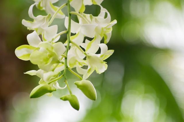春天百花诗句大全，100句春花诗词
