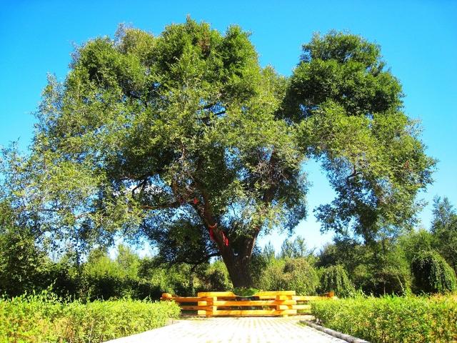 榆树种类有几种，榆树种类有几种类型（榆树的世界）