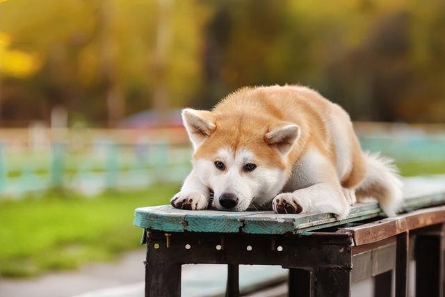 最好养的狗狗排名，好养的宠物犬排名前十名（最“值得养”的6种狗）