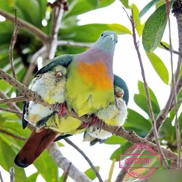 关于母爱的故事，关于母爱的文章（母爱最伟大——老牛索水的故事）