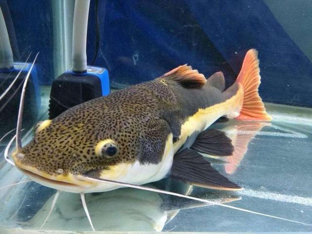 大型淡水鱼品种大全，国内淡水鱼品种大全集（国内十大适合家养的大型观赏鱼）