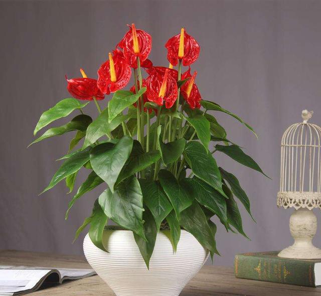 可以种在阳台的大型绿植，可以种在阳台的大型绿植品种（能养8种“大叶花”）