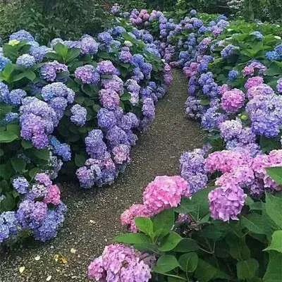 八仙花（八仙花简介，象征希望、美满和团圆（八仙花为什么叫八仙花）