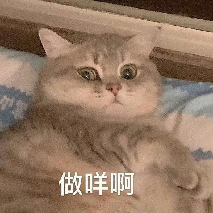 狗狗和猫的表情包，表情包：小猫小狗的表情包