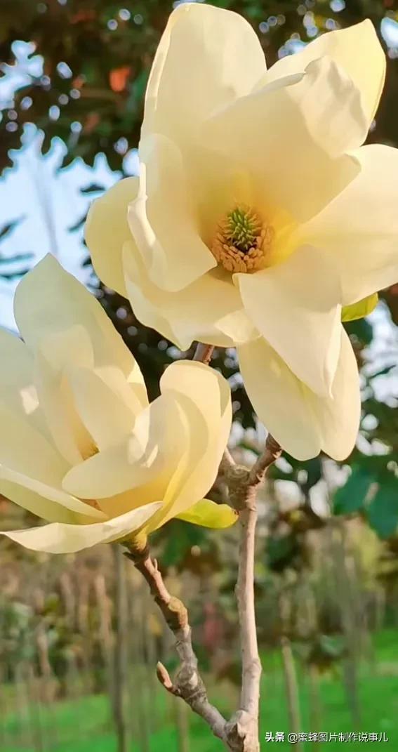 美美美的，美美美的表情包（壁纸美图）