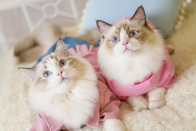 布偶猫的重点花色是有什么特点，布偶猫花色傻傻分不清楚