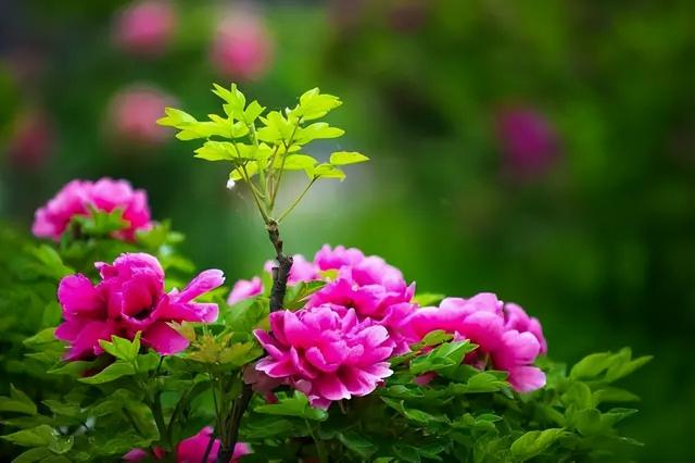 梅花象征什么，梅花象征什么青松象征什么雪花象征什么（中国十大名花排行榜）