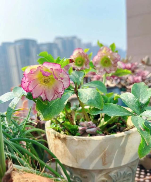 天冷了种一棵铁筷子，不怕冷开花美（耐寒植物“铁筷子”—北方户外能过冬）