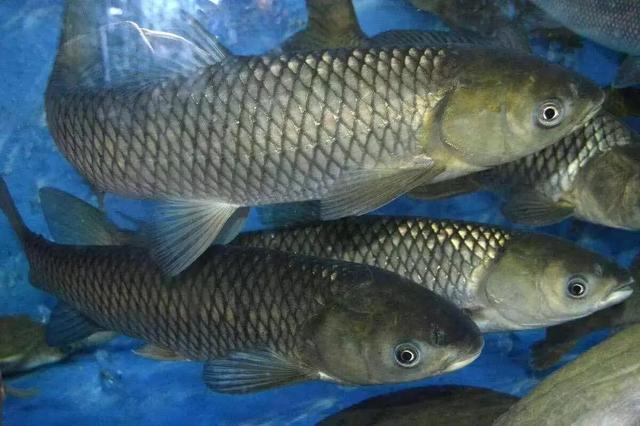 四大家鱼,是传统淡水养殖的四个重要品种:青鱼,草鱼,鲢鱼,鳙鱼