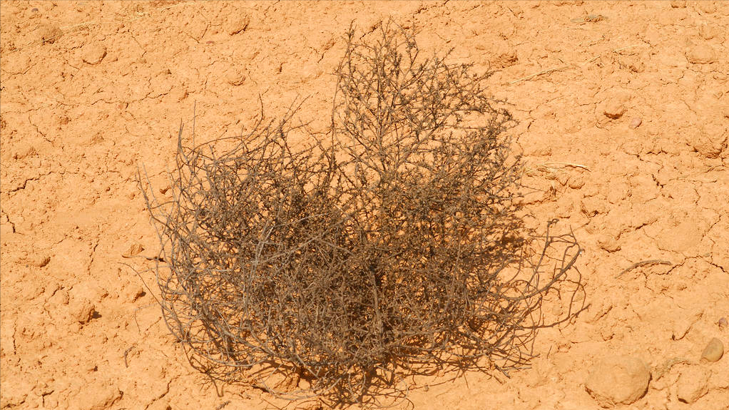 风滚草在中国叫什么(风滚草:一棵会跑的"草",太)_周易在线算命