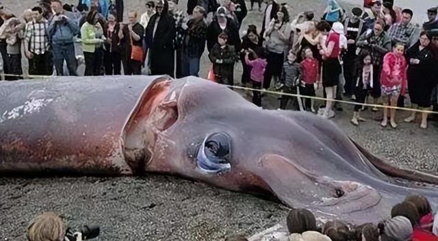 海洋十大霸主排行榜，世界上最可怕的十大海洋生物——虎鲸到底是不是海洋霸主