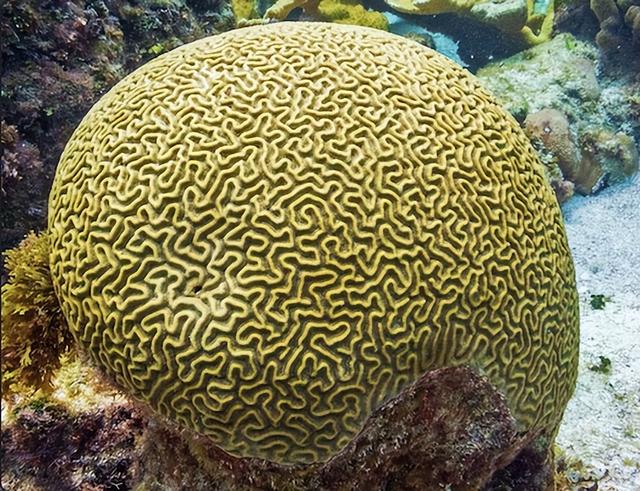 马尔代夫是哪个国家的城市，马尔代夫是哪个国家的领土（马尔代夫要造个完全\