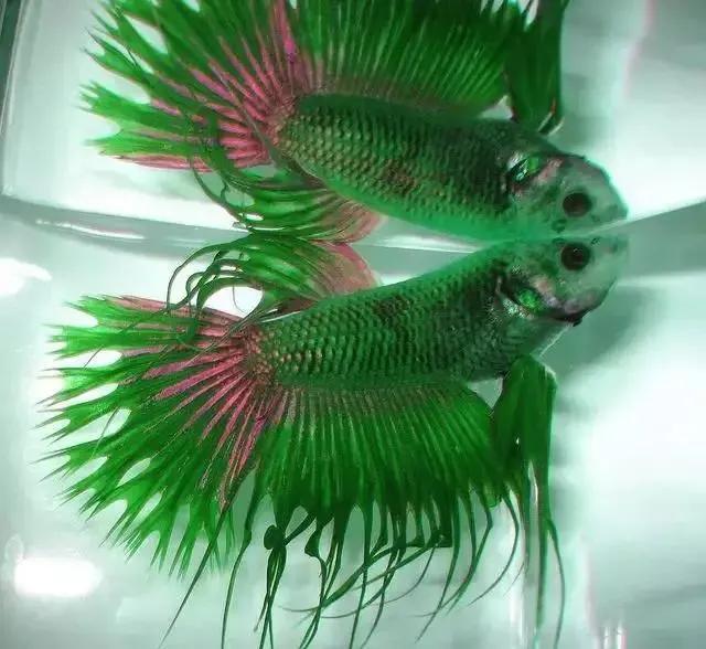 100多种神仙鱼欣赏，鳕鱼图片大全