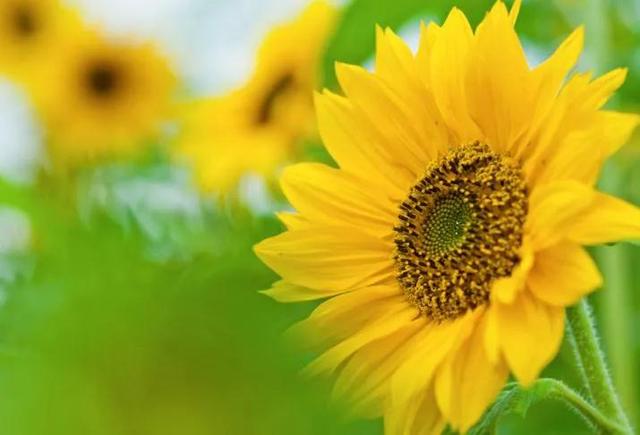 向日葵长什么样，向日葵的茎是什么样的（分享图片，生机勃勃的向日葵）