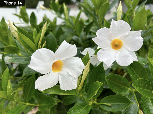 苹果手机会卡吗，苹果手机真的用多久都不会卡吗（但不建议苹果12、13用户购买）