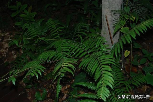 曼陀罗花的图片，曼陀罗花是什么（301味中药材的原植物彩色图谱）