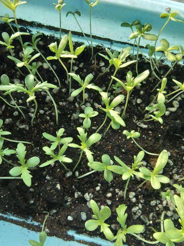 广东人叫做皇帝菜是什么菜，广东人的菜叫什么（被称作“皇帝菜”）