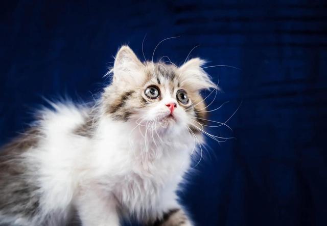 一个月幼猫怎么养，一个月大的猫咪怎么养（教你手把手将刚出生的猫咪给带大）