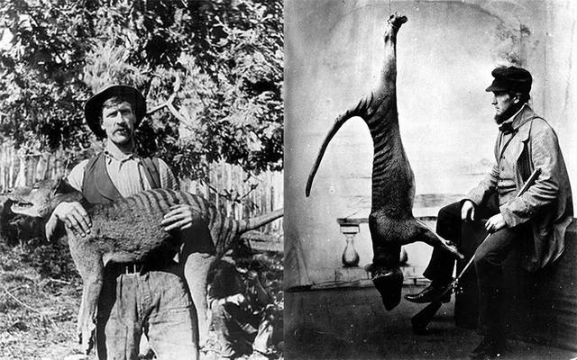 什么是具足虫，具足虫平安名堇（窥探奇异生物的世界）