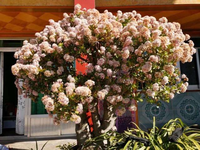 庭院十大吉祥树排名，庭院栽什么树最旺宅（10种吉利树）