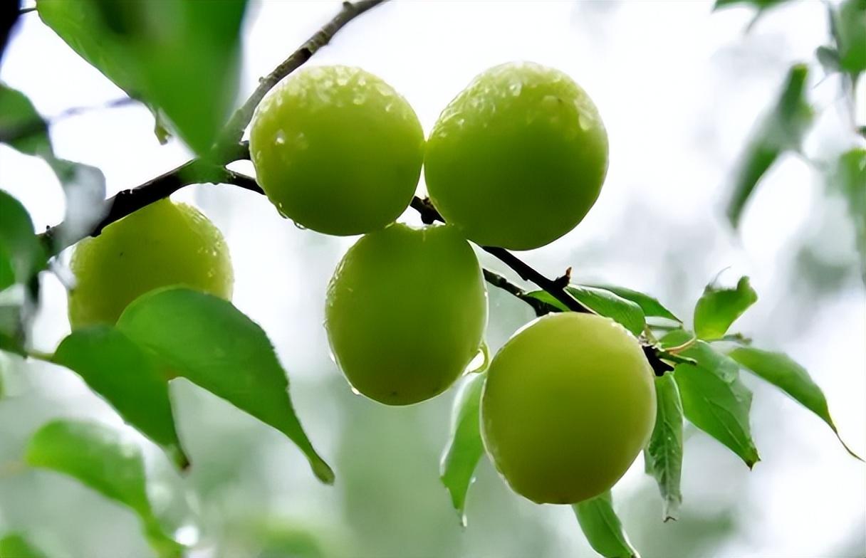 果梅:原产自我国的古老水果