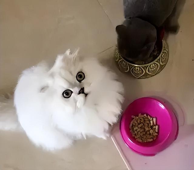 养金吉拉最忌讳什么，金吉拉为什么不能养（养金吉拉猫的“8大禁忌”）