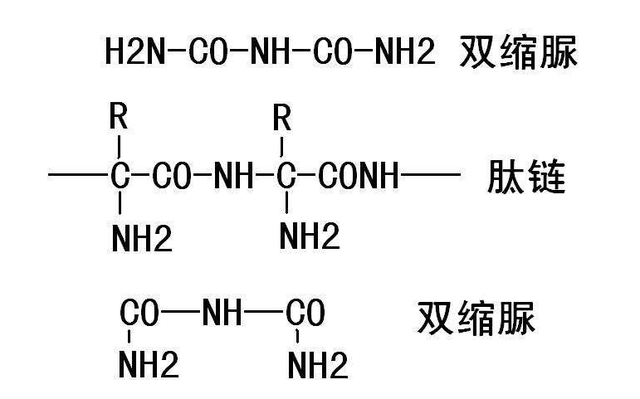 肽链是什么，研究肽链中肽键的序列对蛋白质结构的影响