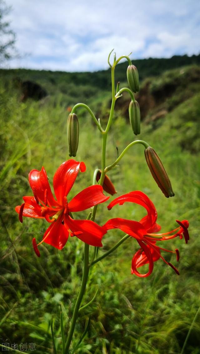 朋友圈晒百合花的心情短语，花与人生感悟（愿你心田上的百合花依然盛开）