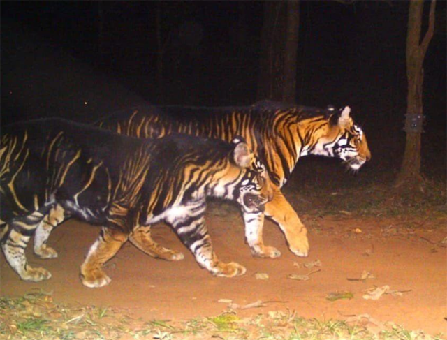 世界上最小的老虎 黑蓝虎灭绝了吗，10里内狼群不敢靠近