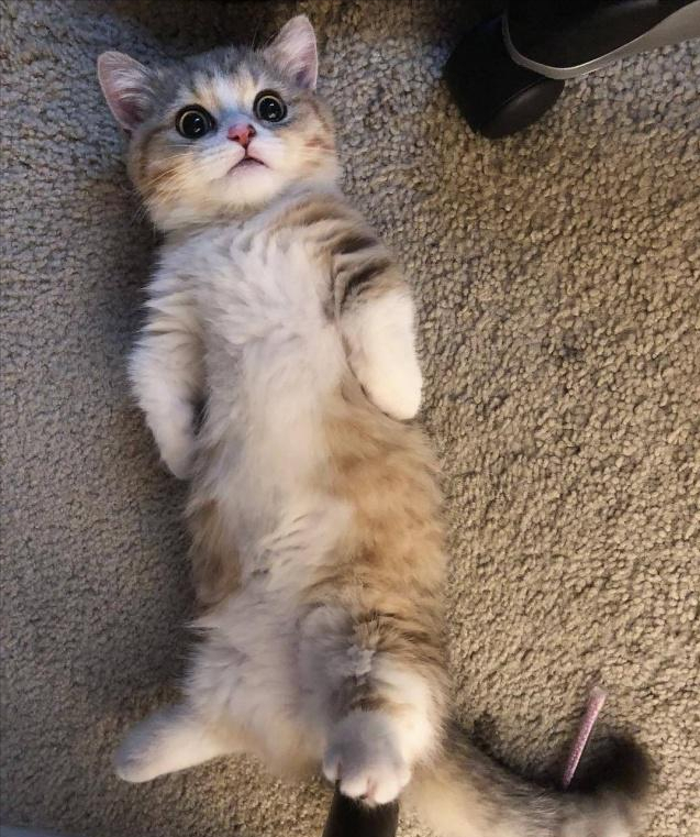 曼赤肯猫多少钱一只，曼赤肯猫多少钱一只幼崽（养了才知道“真香”）