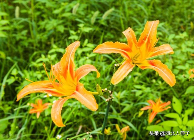 农村100种野菜图片，野菜的种类（常见的野菜图片与名字）